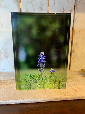 Bluebonnet on Acrylic Block