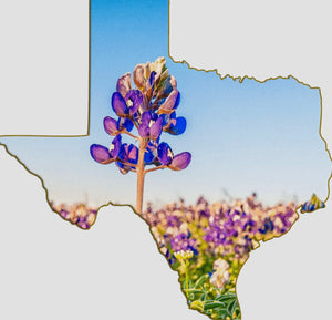 Bluebonnet Magnet