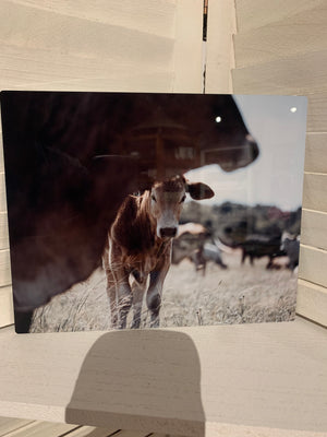 Photographs on metal